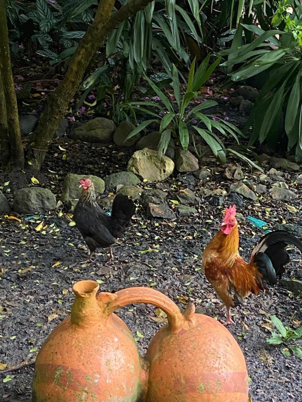 Hosteria Campestre San Fermin Raquira Bagian luar foto
